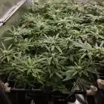 Damn Sour | Green House Seed Co.