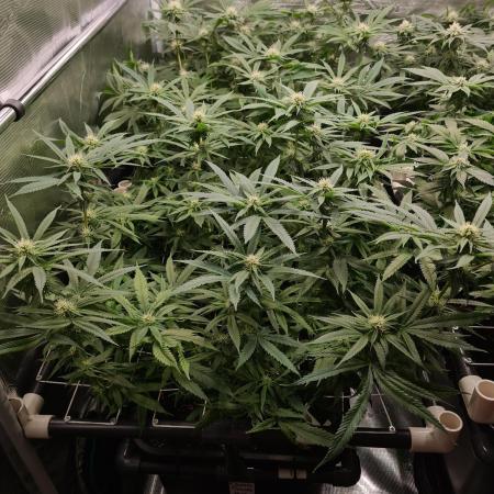 Damn Sour | Green House Seed Co.