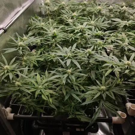 Damn Sour | Green House Seed Co.