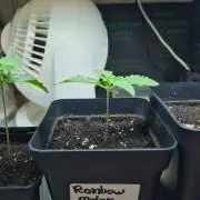 Rainbow Melon | Fast Buds