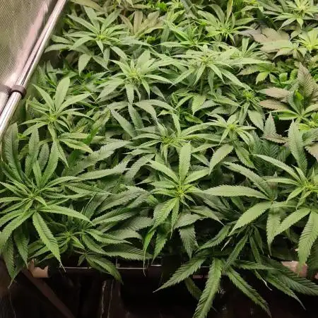 Damn Sour | Green House Seed Co.