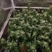 White Widow - Green House Seed Co.