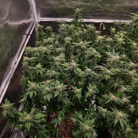 White Widow - Green House Seed Co.