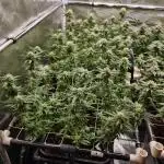 Damn Sour | Green House Seed Co.