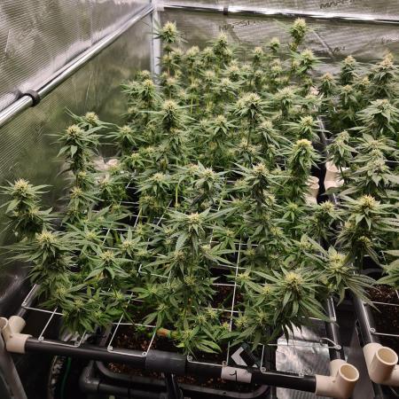 Damn Sour | Green House Seed Co.