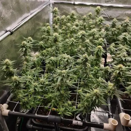 Damn Sour | Green House Seed Co.