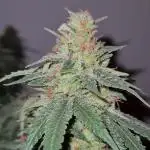 Damn Sour | Green House Seed Co.