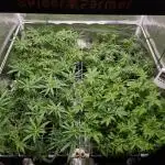 White Widow | Green House Seed Co.