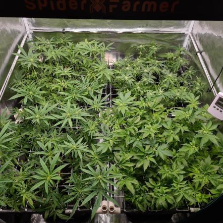 White Widow | Green House Seed Co.