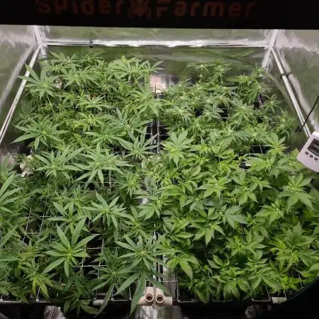 White Widow | Green House Seed Co.