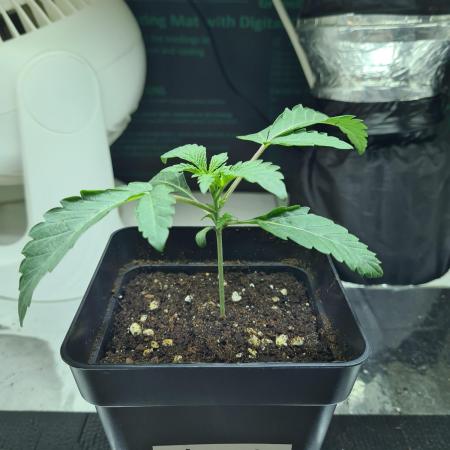 Gelato 44 | Royal Queen Seeds