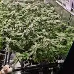White Widow | Green House Seed Co.