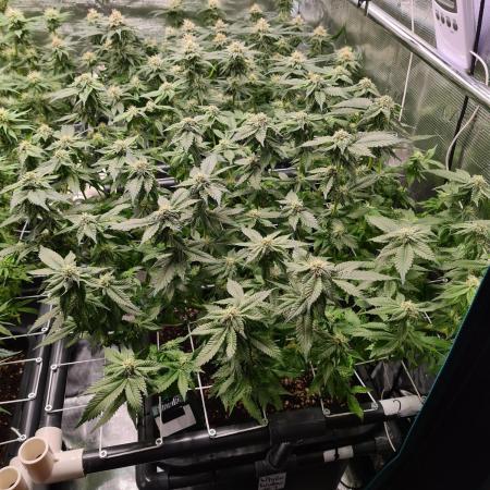 White Widow | Green House Seed Co.