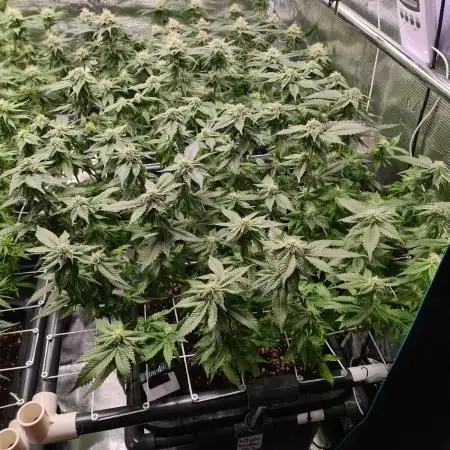White Widow | Green House Seed Co.