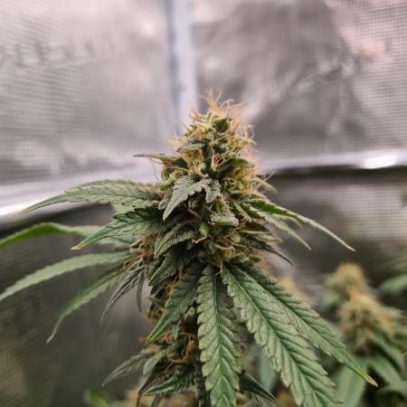 Damn Sour | Green House Seed Co.