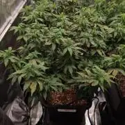 White Widow - Green House Seed Co.