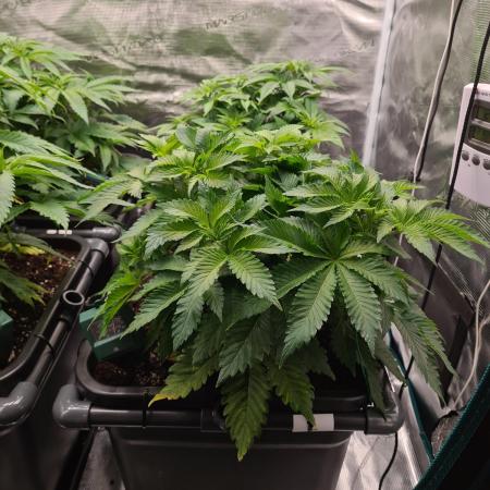 White Widow | Green House Seed Co.