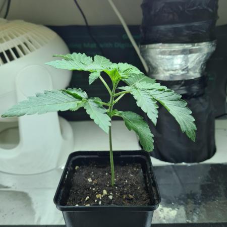 Lemonpaya | Fast Buds