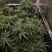 Haze Berry - Royal Queen Seeds