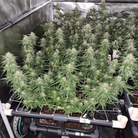 Damn Sour | Green House Seed Co.