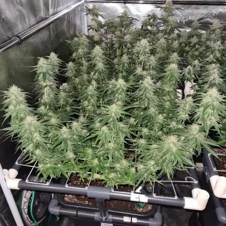 Damn Sour | Green House Seed Co.