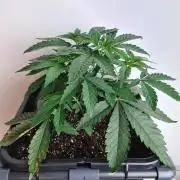 Nori Cake | Green House Seed Co.