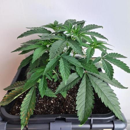 Nori Cake | Green House Seed Co.