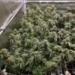 Damn Sour | Green House Seed Co.