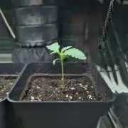 Gelato 44 | Royal Queen Seeds