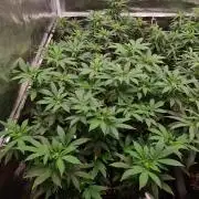 White Widow - Green House Seed Co.