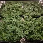 Damn Sour | Green House Seed Co.
