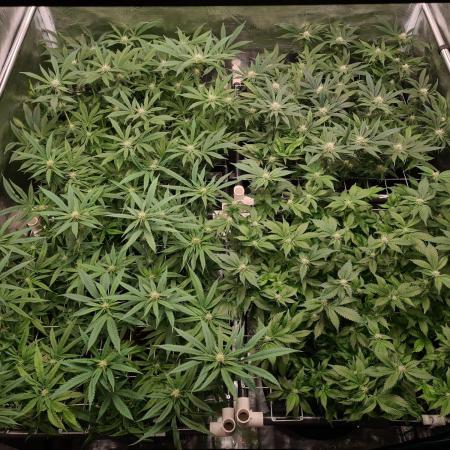 Damn Sour | Green House Seed Co.