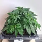 Rainbow Melon | Fast Buds