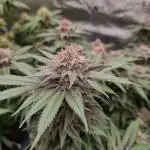 White Widow | Green House Seed Co.