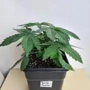 Tarte Tatin | Greenhouse Seeds Co.