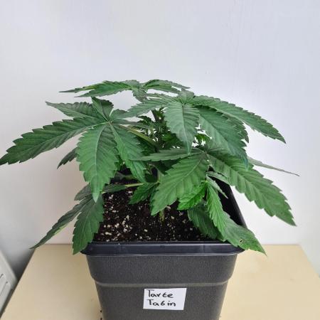 Tarte Tatin | Greenhouse Seeds Co.