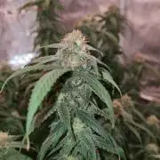 Haze Berry | Royal Queen Seeds