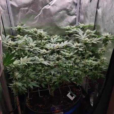 Runtz | Zamnesia Seeds | Eternity Grow Cup 2025
