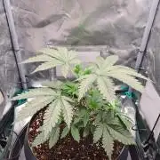 Lemonpaya | Fast Buds