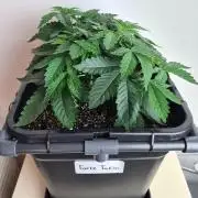 Tarte Tatin | Greenhouse Seeds Co.