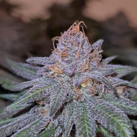 White Widow | Green House Seed Co.