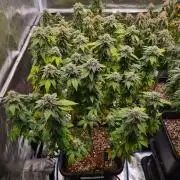 White Widow | Green House Seed Co.