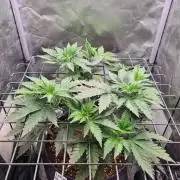 Lemonpaya | Fast Buds