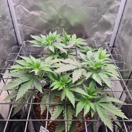 Lemonpaya | Fast Buds