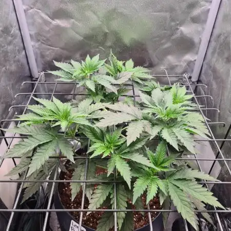 Lemonpaya | Fast Buds