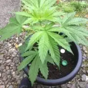  Cookiedawg English Manny Cut 