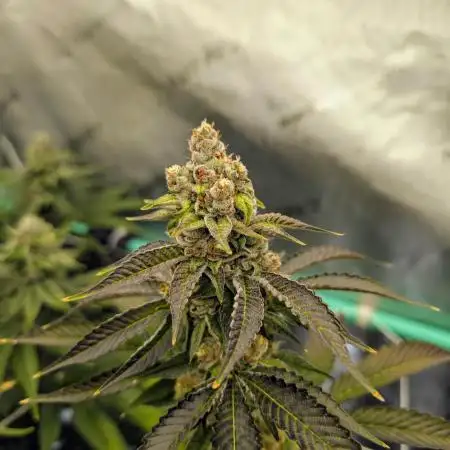 BeLeaf - Truffaloha #1, Tricho Jordan #5