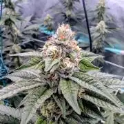 BeLeaf Mamas and Papas