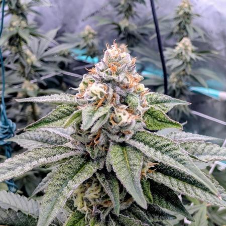 BeLeaf Mamas and Papas