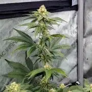 BeLeaf Mamas and Papas